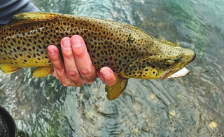 On-the-Water Report | Truckee River | mid September 2025 | River Cleanup this Saturday (9/13) come join us!