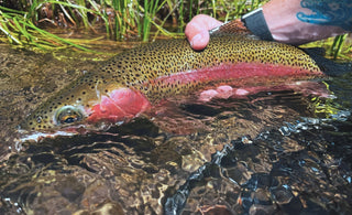 Fly Fishing Report | Truckee River and other options | late July 2025 | Fly Fishing Classes through August