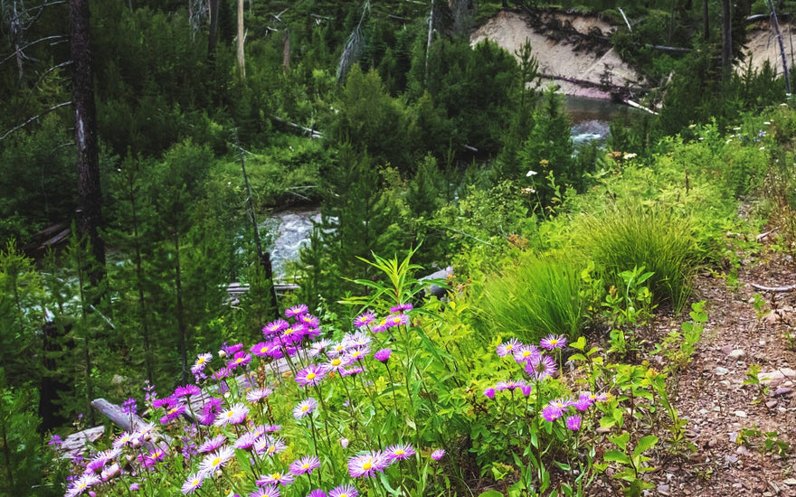 Fly Fishing Report | Truckee River | early August 2025 | RFS Essential Sling