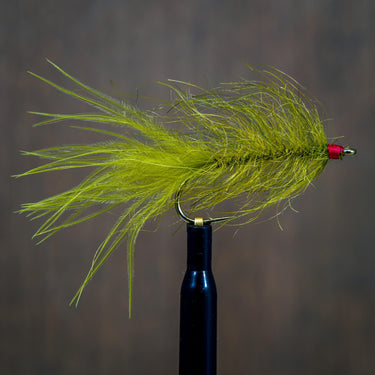 Hale Bopp Leech