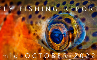 Fly Fishing Report | Pyramid Lake and the Truckee River | mid October 2022