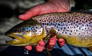 On-the-Water Report | Truckee River | end of October