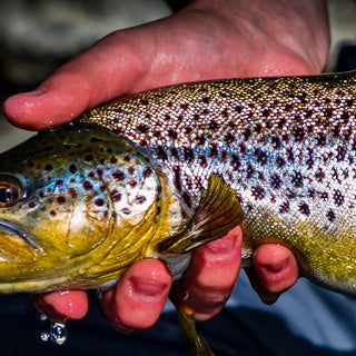 On-the-Water Report | Truckee River | end of October