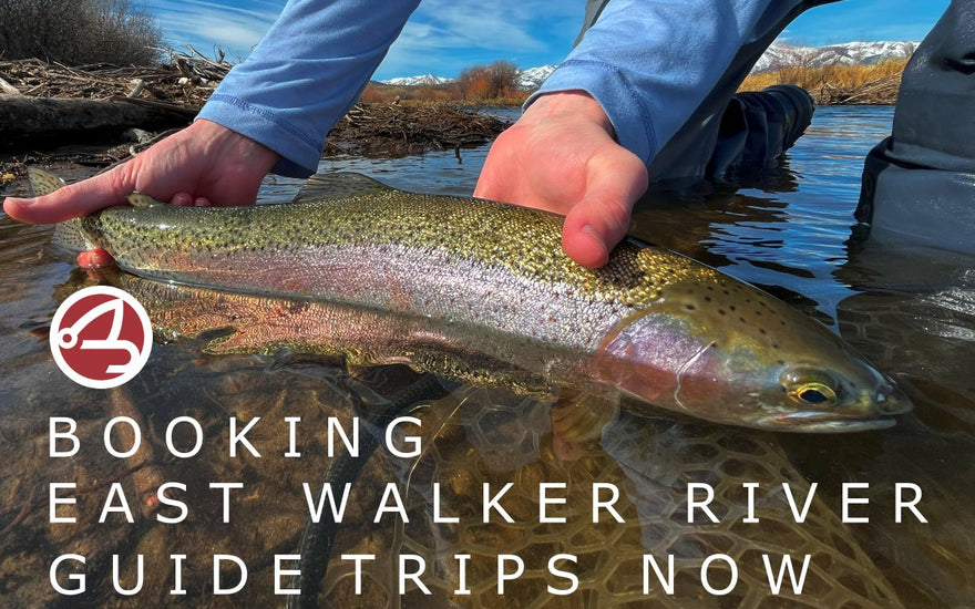 East Walker River Guide Trips Booking Now