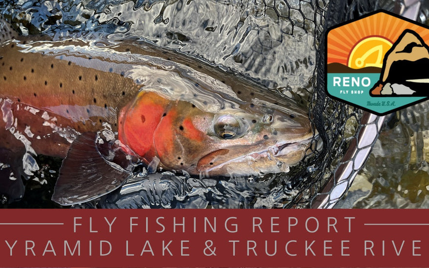 Fly fishing report | pyramid lake & truckee river | mid february 2023 | if4 march 4 at Revision brewing co | integrated switch line available now