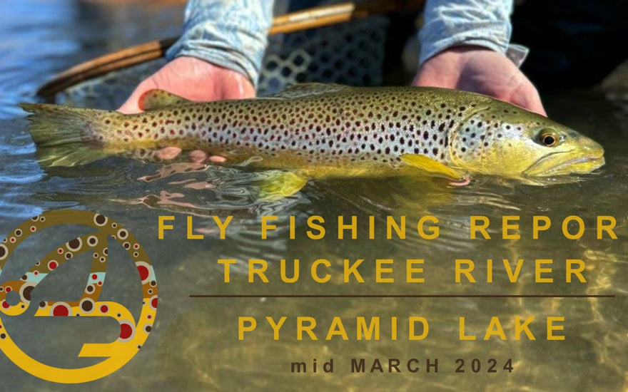 FLY FISHING REPORT | PYRAMID LAKE & TRUCKEE RIVER | mid March 2024
