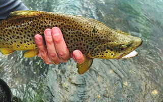 On-the-Water Report | Truckee River | mid September 2025 | River Cleanup this Saturday (9/13) come join us!