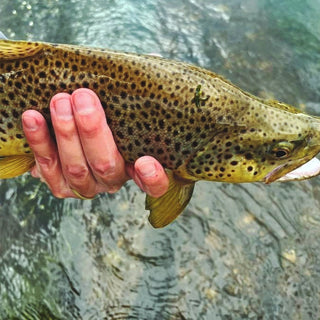 On-the-Water Report | Truckee River | mid September 2025 | River Cleanup this Saturday (9/13) come join us!