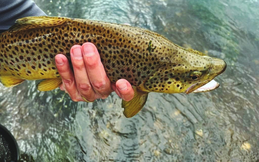 On-the-Water Report | Truckee River | mid September 2025 | River Cleanup this Saturday (9/13) come join us!