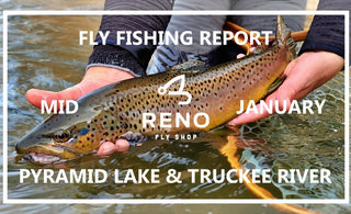 Fly Fishing Report | Pyramid Lake and Truckee River