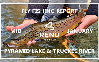 Fly Fishing Report | Pyramid Lake and Truckee River