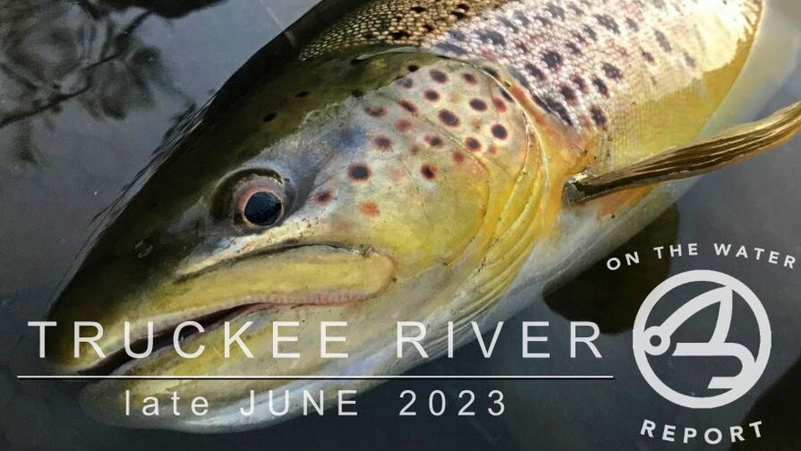 On-the-Water Report | Truckee River | late June 2023 | Join us in Christmas Island in February 2024