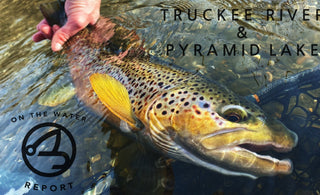 ON-THE-WATER REPORT | TRUCKEE RIVER & PYRAMID LAKE | MID FEBRUARY 2023