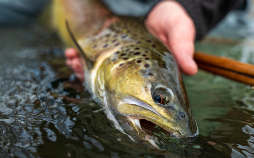 On-the-Water Report | Truckee River and Pyramid Lake | early November 2025