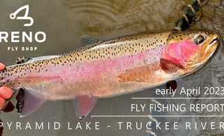 FLY FISHING REPORT | PYRAMID LAKE & TRUCKEE RIVER | EARLY APRIL 2023