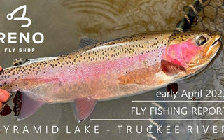 FLY FISHING REPORT | PYRAMID LAKE & TRUCKEE RIVER | EARLY APRIL 2023