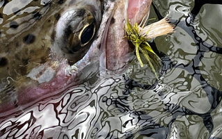 Fly Fishing Report | Truckee and EF Walker River | early June 2026