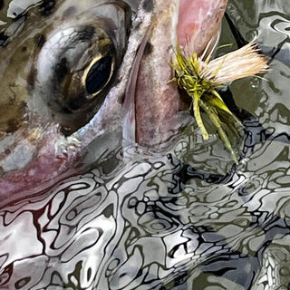 Fly Fishing Report | Truckee and EF Walker River | early June 2026