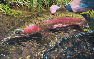 Fly Fishing Report | Truckee River and other options | late July 2025 | Fly Fishing Classes through August