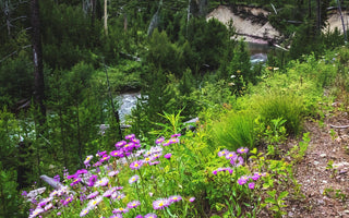 Fly Fishing Report | Truckee River | early August 2025 | RFS Essential Sling