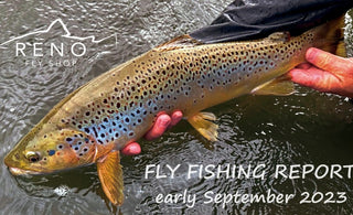Fly Fishing Report | Truckee River and Heenan Lake | early September 2023