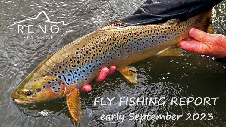 Fly Fishing Report | Truckee River and Heenan Lake | early September 2023
