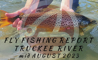 FLY FISHING REPORT | TRUCKEE RIVER | mid August 2023