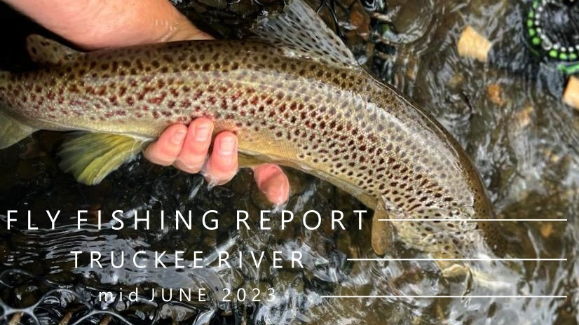 Fly Fishing Report | Truckee River and area waters | mid June 2023 | Happenings: Midwest Bucktails and When/How to Fly Fish with Kids