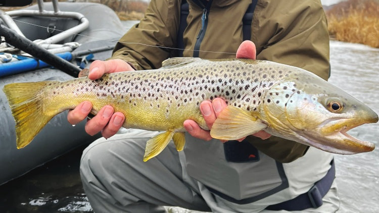 Fly Fishing Report | Pyramid Lake and Truckee River | mid February | IF4 Tickets are going fast