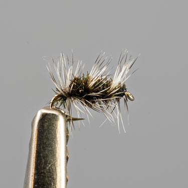 Griffith Gnat