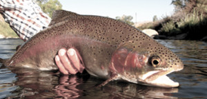 Fishing Carson River and Walker River