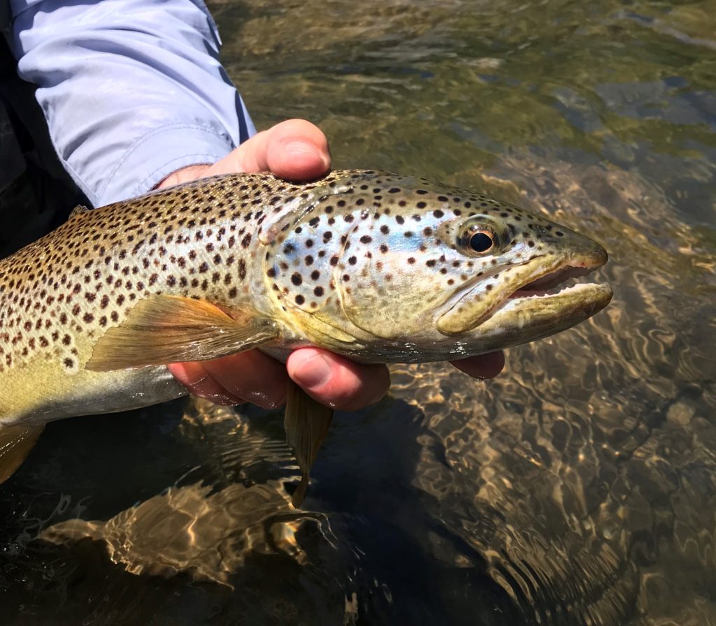 Fly Fishing Report: Truckee River and area Reservoirs | Late June 2018 ...