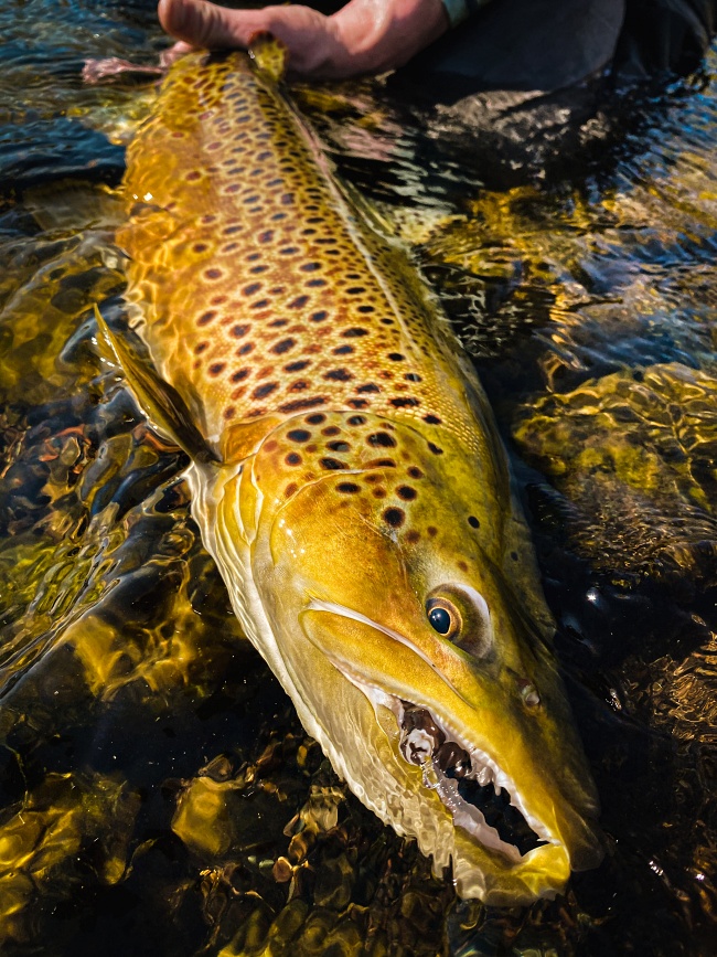 Fly Fishing Report Truckee River and local Stillwaters