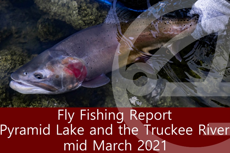 Fly Fishing Report | Pyramid Lake and the Truckee River | mid March 2022 | Happy Hour with Travis Hawks 03/17 at 6:00pm