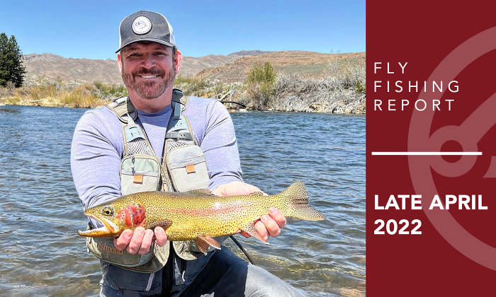 Fly Fishing Report | Truckee River, Pyramid Lake and other waters | late April 2022