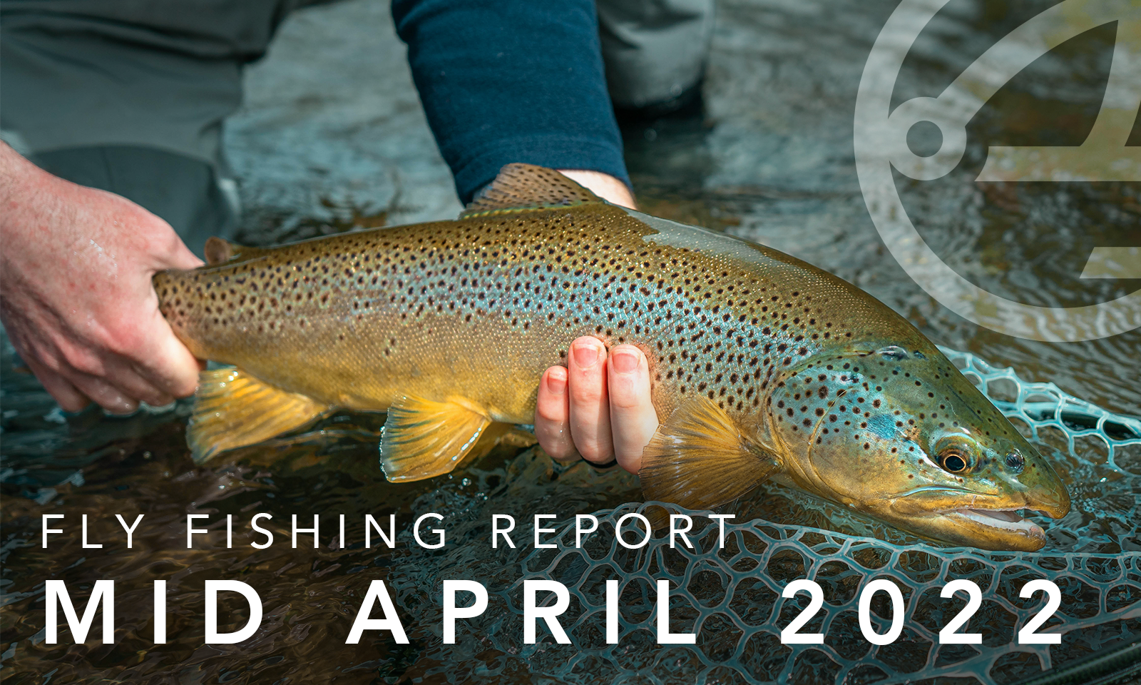 Fly Fishing Report | Pyramid Lake, Truckee River and regional stillwaters | mid April 2022