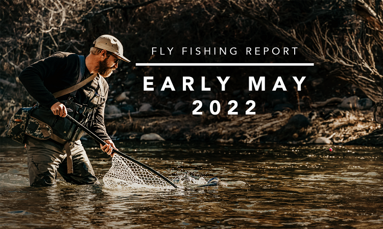 Fly Fishing Report | Truckee River and area Reservoirs | early/mid May 2022