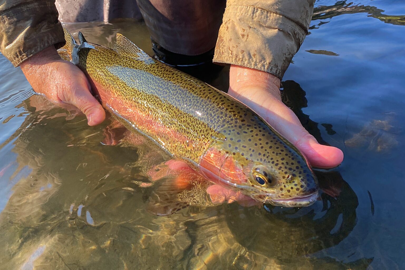 Truckee River Trout Fishing | Reno Fly Shop