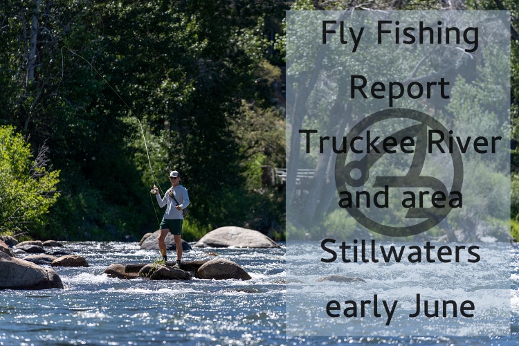 Fly Fishing Report | Truckee River  and area Stillwaters | late June 2022