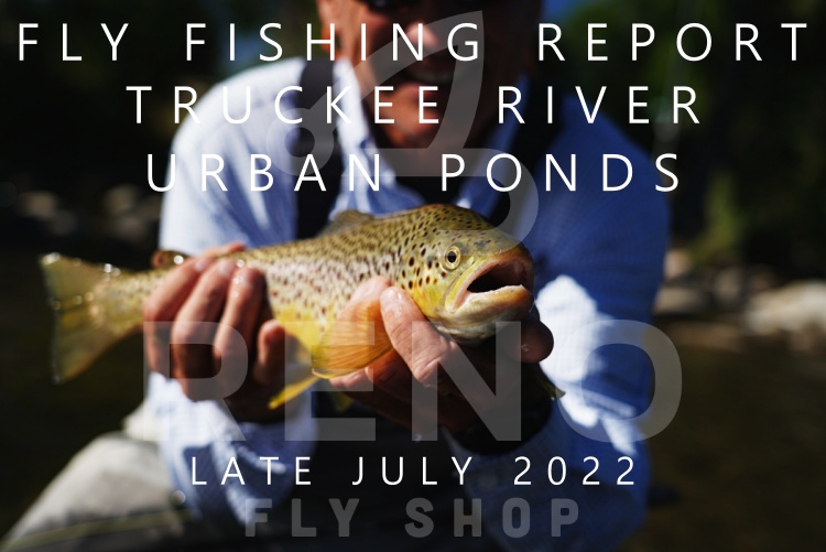 Fly Fishing Report | Truckee River and local urban ponds | late July 2022
