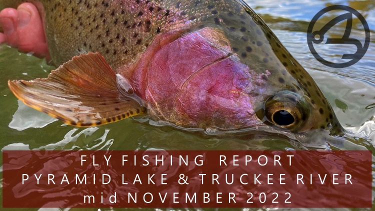 Fly Fishing Report | Pyramid Lake and the Truckee River | mid November | RFS Custom Leaders Available NOW
