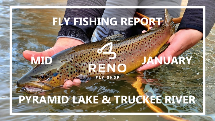 Fly Fishing Report | Pyramid Lake and Truckee River