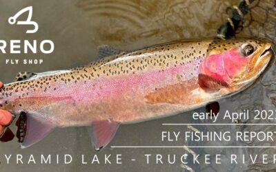 FLY FISHING REPORT | PYRAMID LAKE & TRUCKEE RIVER | EARLY APRIL 2023