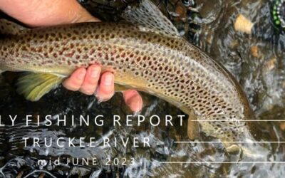Fly Fishing Report | Truckee River and area waters | mid June 2023 | Happenings: Midwest Bucktails and When/How to Fly Fish with Kids