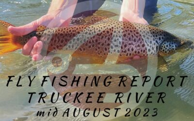 FLY FISHING REPORT | TRUCKEE RIVER | mid August 2023