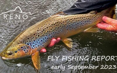 Fly Fishing Report | Truckee River and Heenan Lake | early September 2023