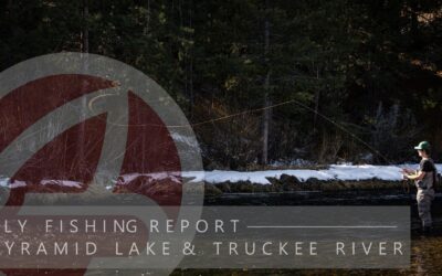 FLY FISHING REPORT | PYRAMID LAKE & TRUCKEE RIVER | EARLY FEBRUARY 2024