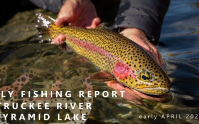 FLY FISHING REPORT | PYRAMID LAKE & TRUCKEE RIVER | EARLY APRIL 2024