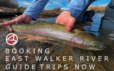 East Walker River Guide Trips Booking Now