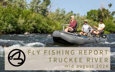 Fly Fishing Report | Truckee River | mid August 2024 | Carp on the Fly